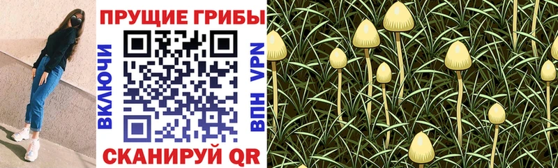 hydra зеркало  Канск  Псилоцибиновые грибы мухоморы  цена  